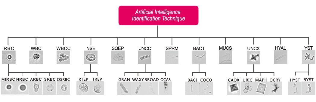 Классификация форменных элементов